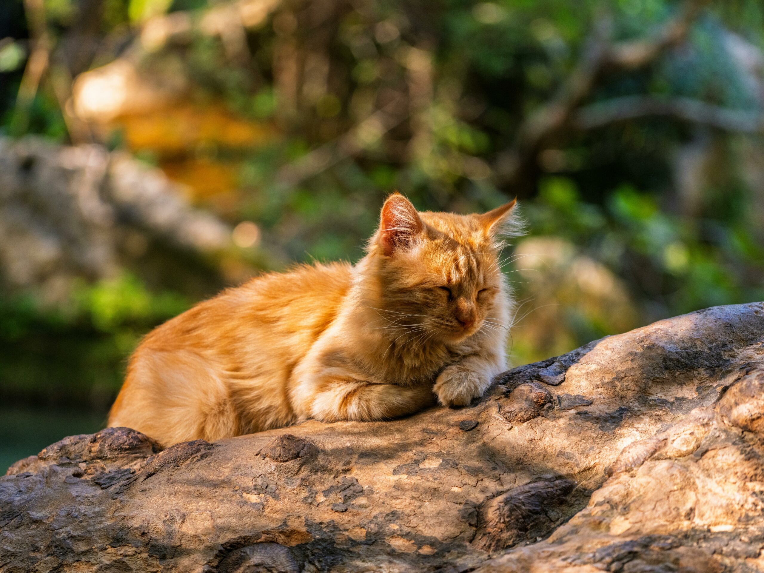 Ingwer Katze Entspannt Auf Felsen Im Freien