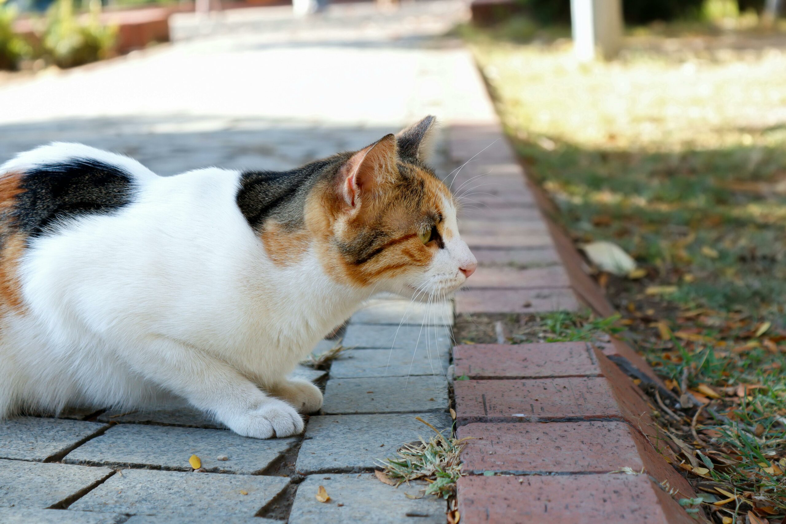 Seitenansicht Einer Straßenkatze In Drei Farben