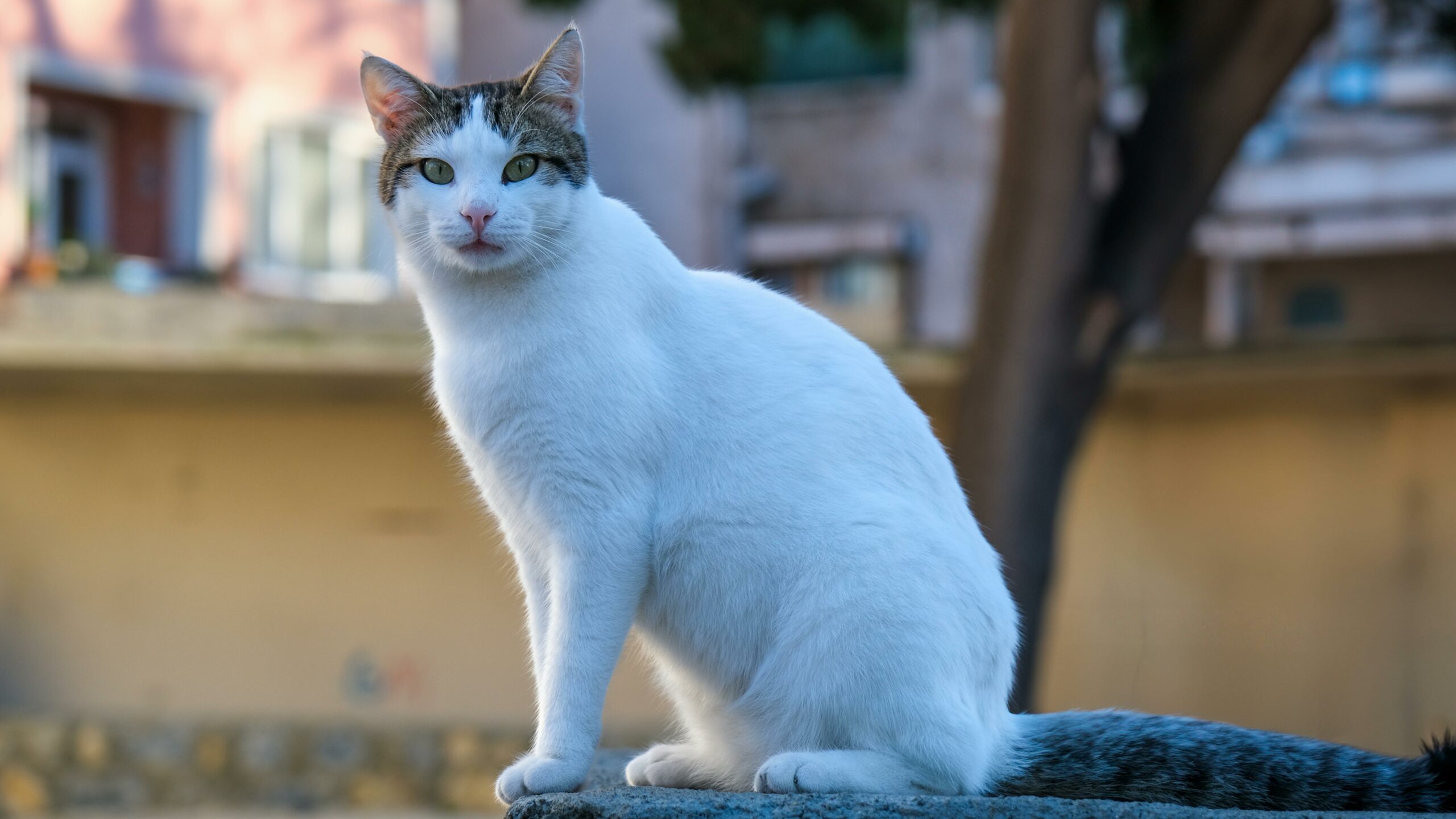 Nahaufnahmeporträt einer weißen Katze, die draußen in Anadolu KavaÄŸÄ±, Istanbul, sitzt.