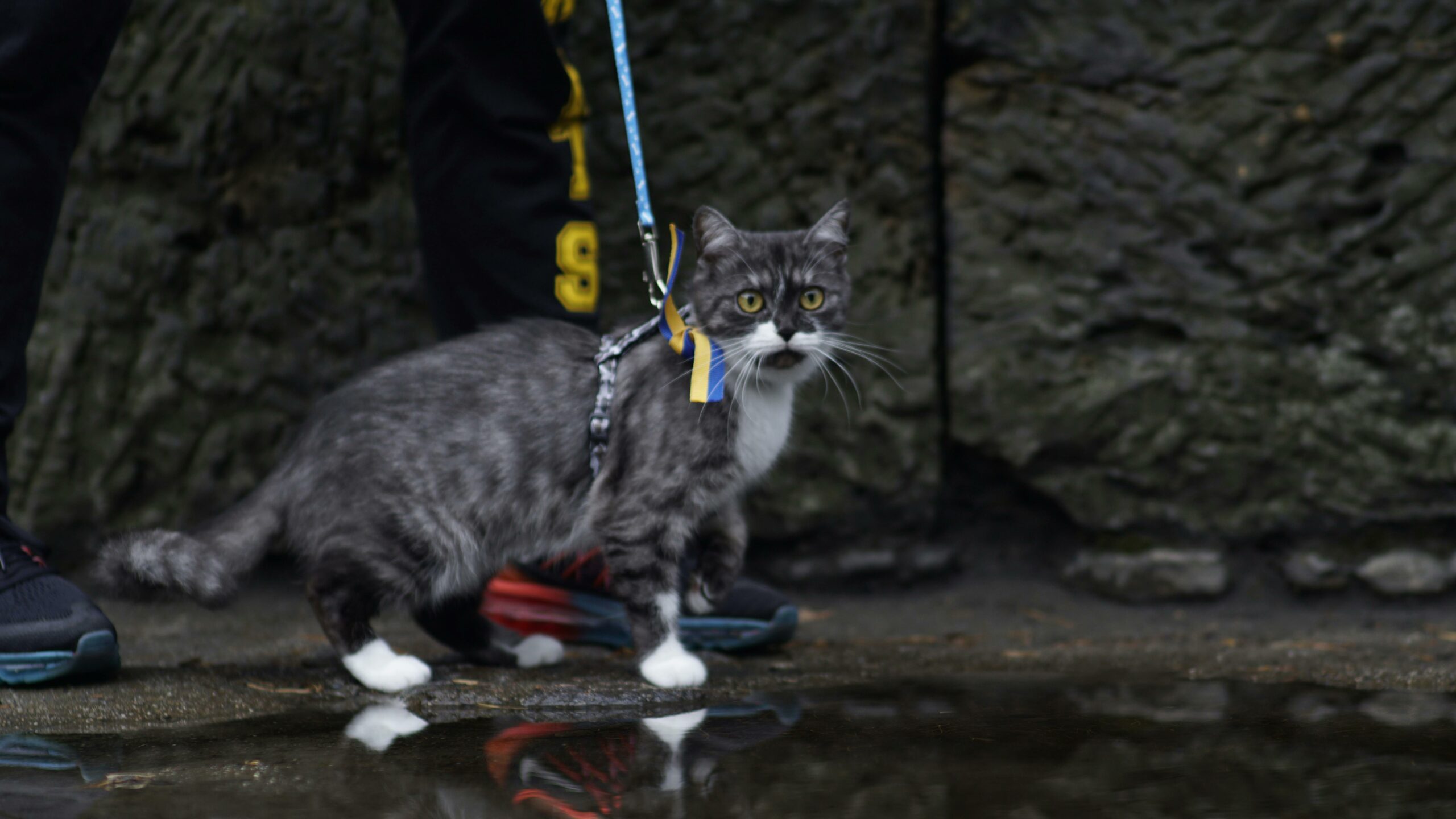 Kostenloses Stock Foto zu abenteuer katze, aktive katze, an der leine laufen