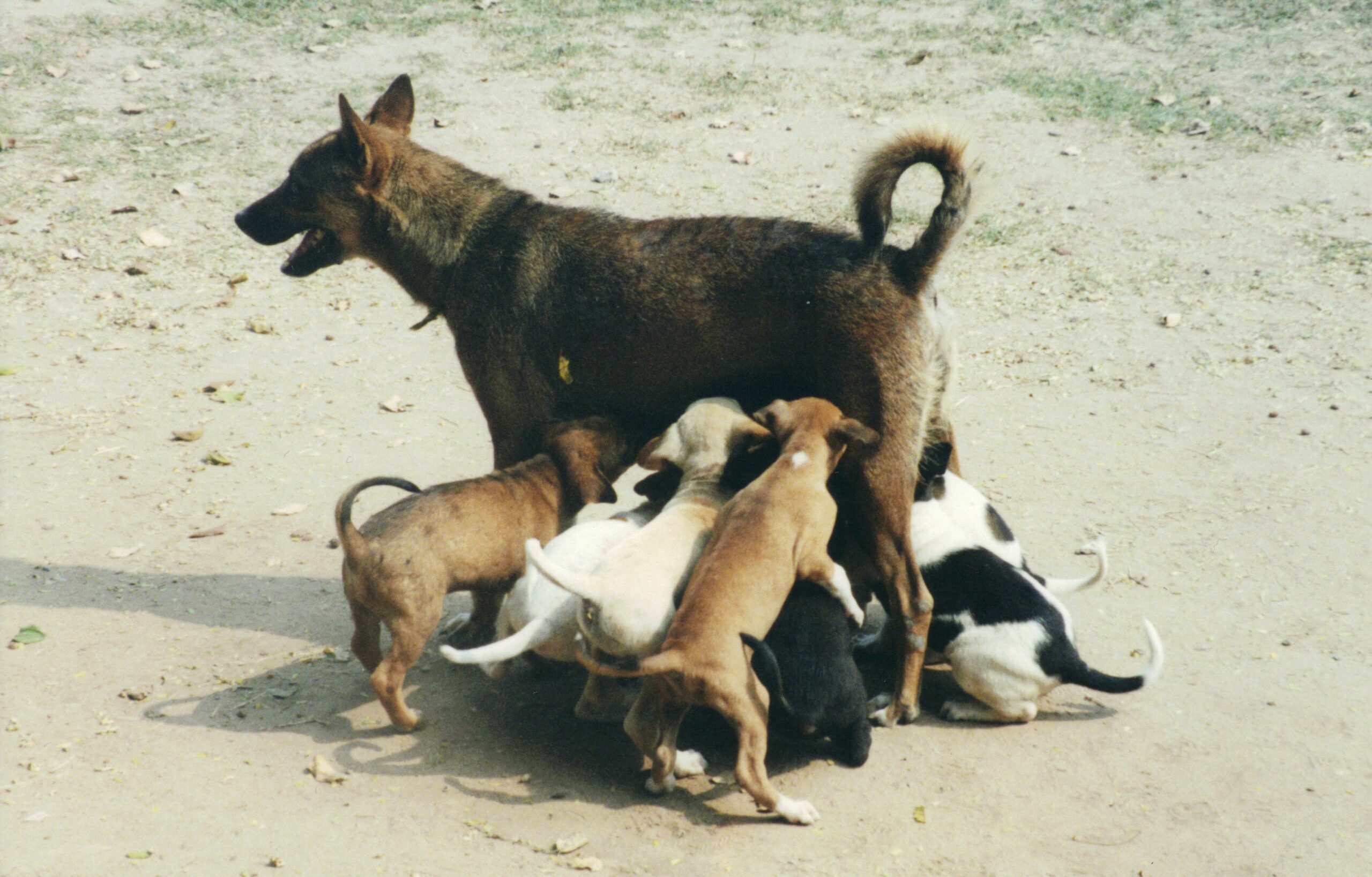 Kostenloses Stock Foto zu asien, bezaubernd, bindung