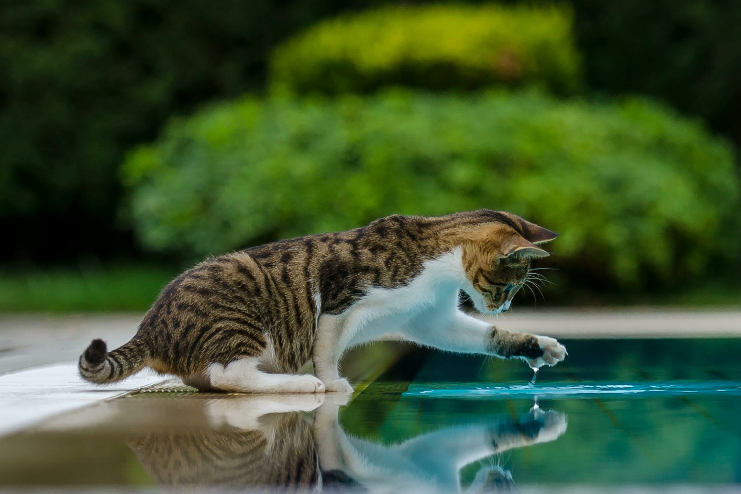 Eine verspielte Katze erkundet ihr Spiegelbild am Pool und zeigt damit ihre Neugier und die Schönheit der Natur.