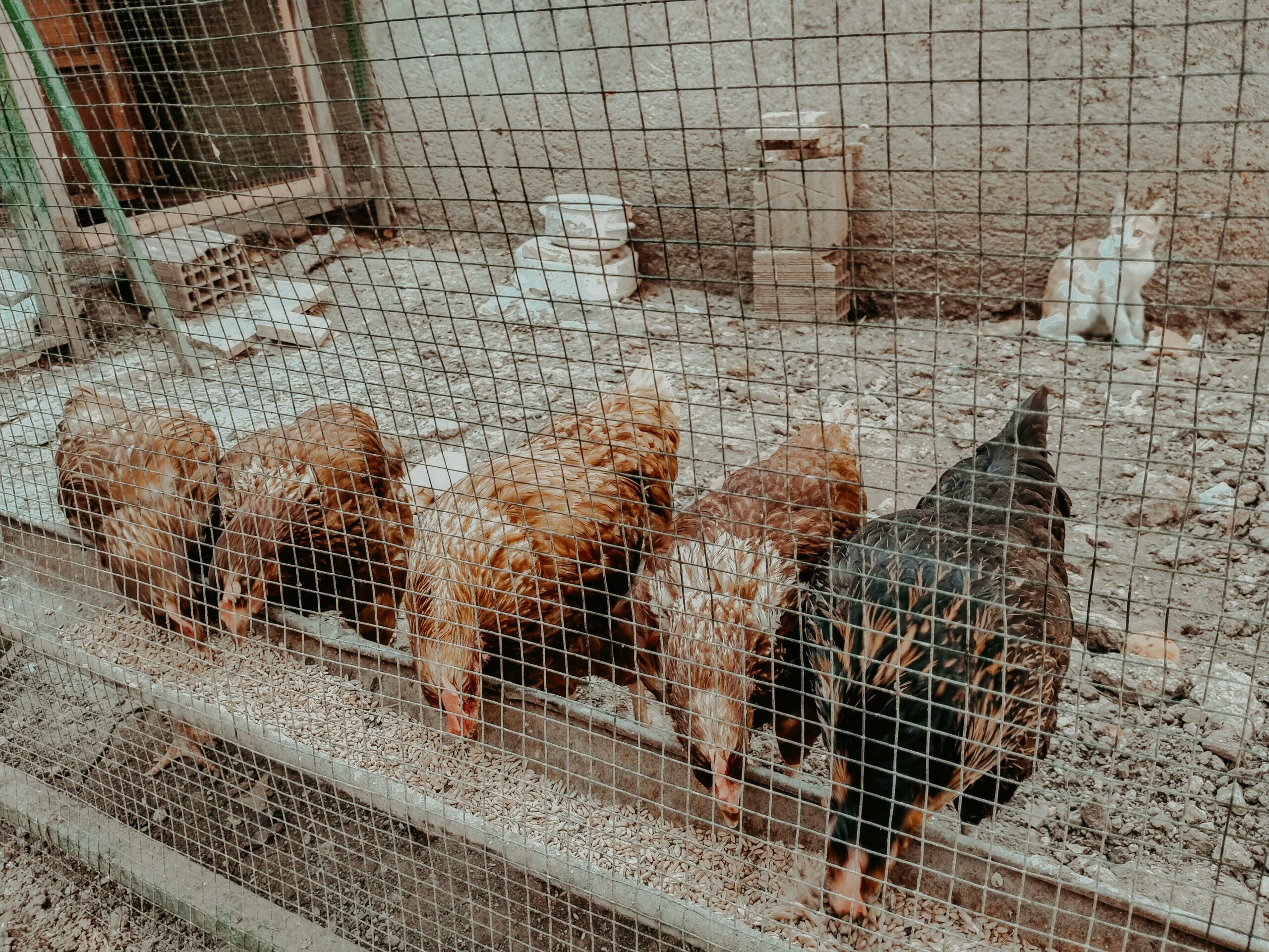 Kostenloses Stock Foto zu außerorts, biodiversität, braunes huhn