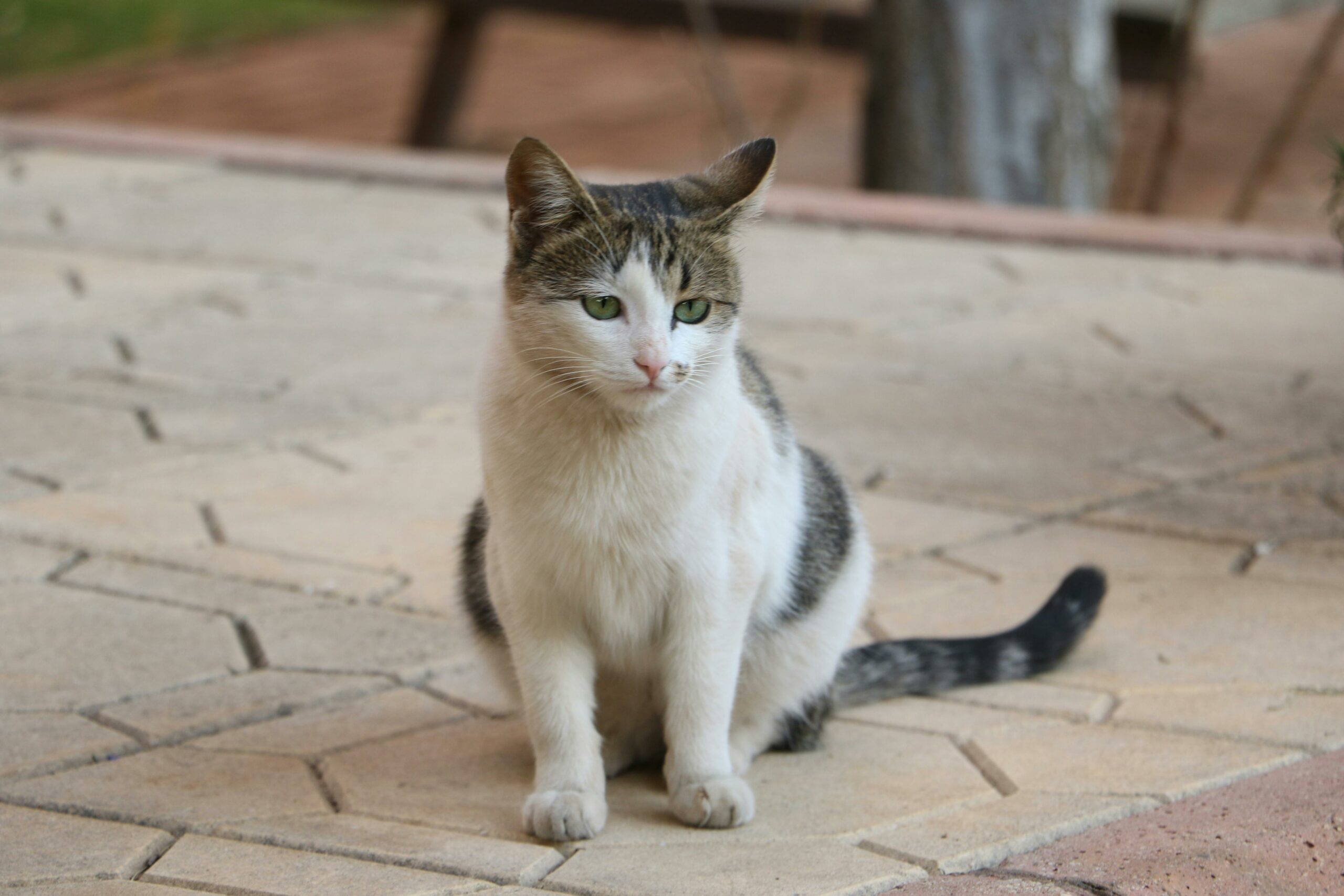 Kostenloses Stock Foto zu aufmerksam, aufmerksame katze, ausgewogene körperhaltung