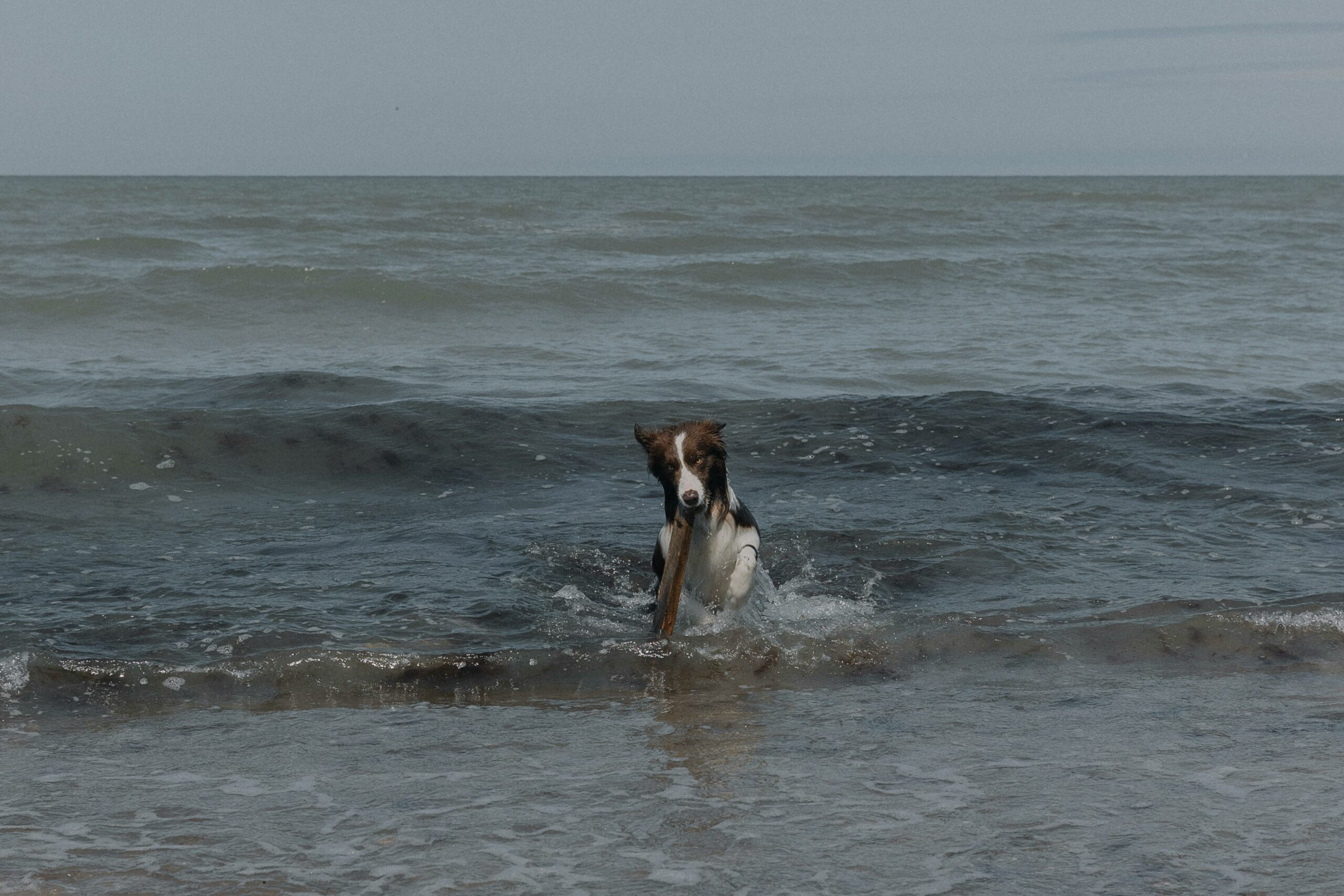 Kostenloses Stock Foto zu abrufen, aktiv, border collie