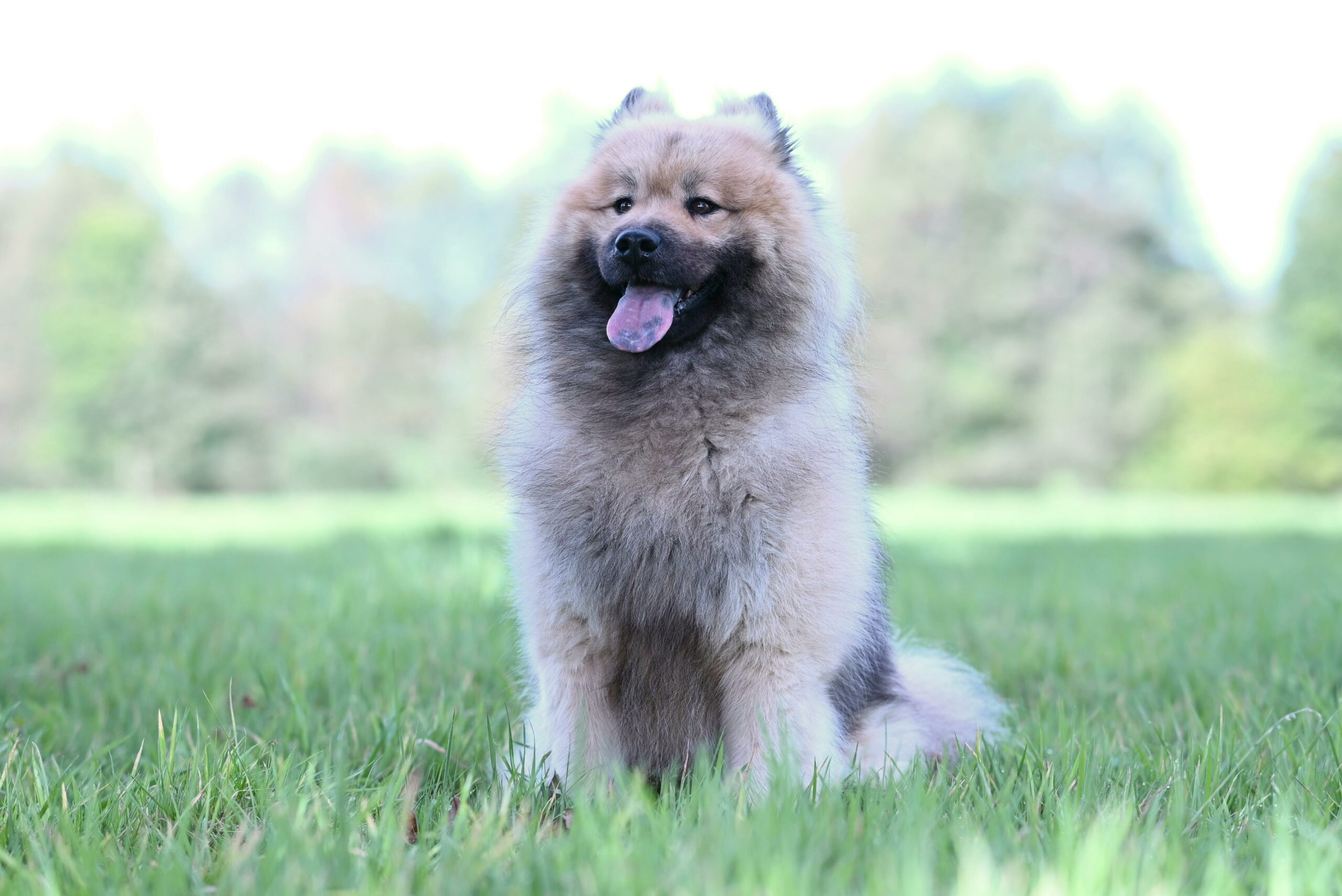 Ein flauschiger Eurasierhund sitzt zufrieden im Gras in einer sonnigen Umgebung im Freien.