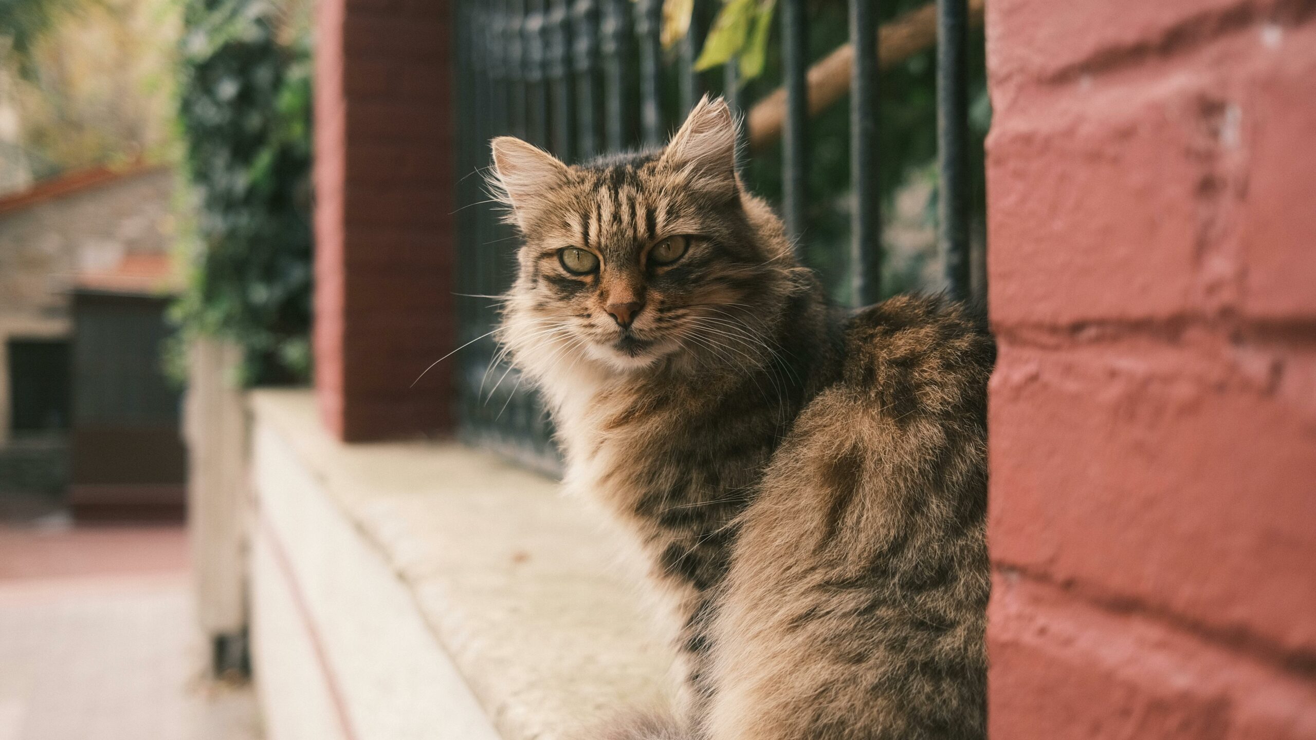 Entzückende, flauschige Straßenkatze, die auf einem Ziegelsteinsims in Istanbul sitzt.