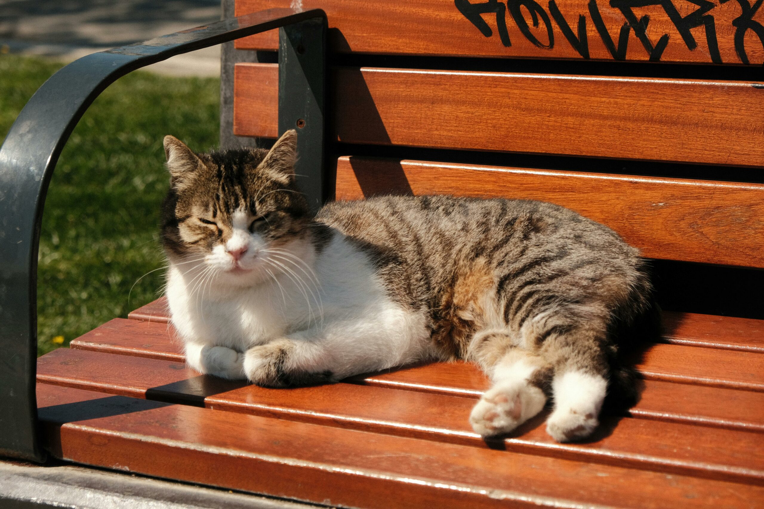 Eine Hauskatze liegt draußen auf einer Holzbank und sonnt sich.