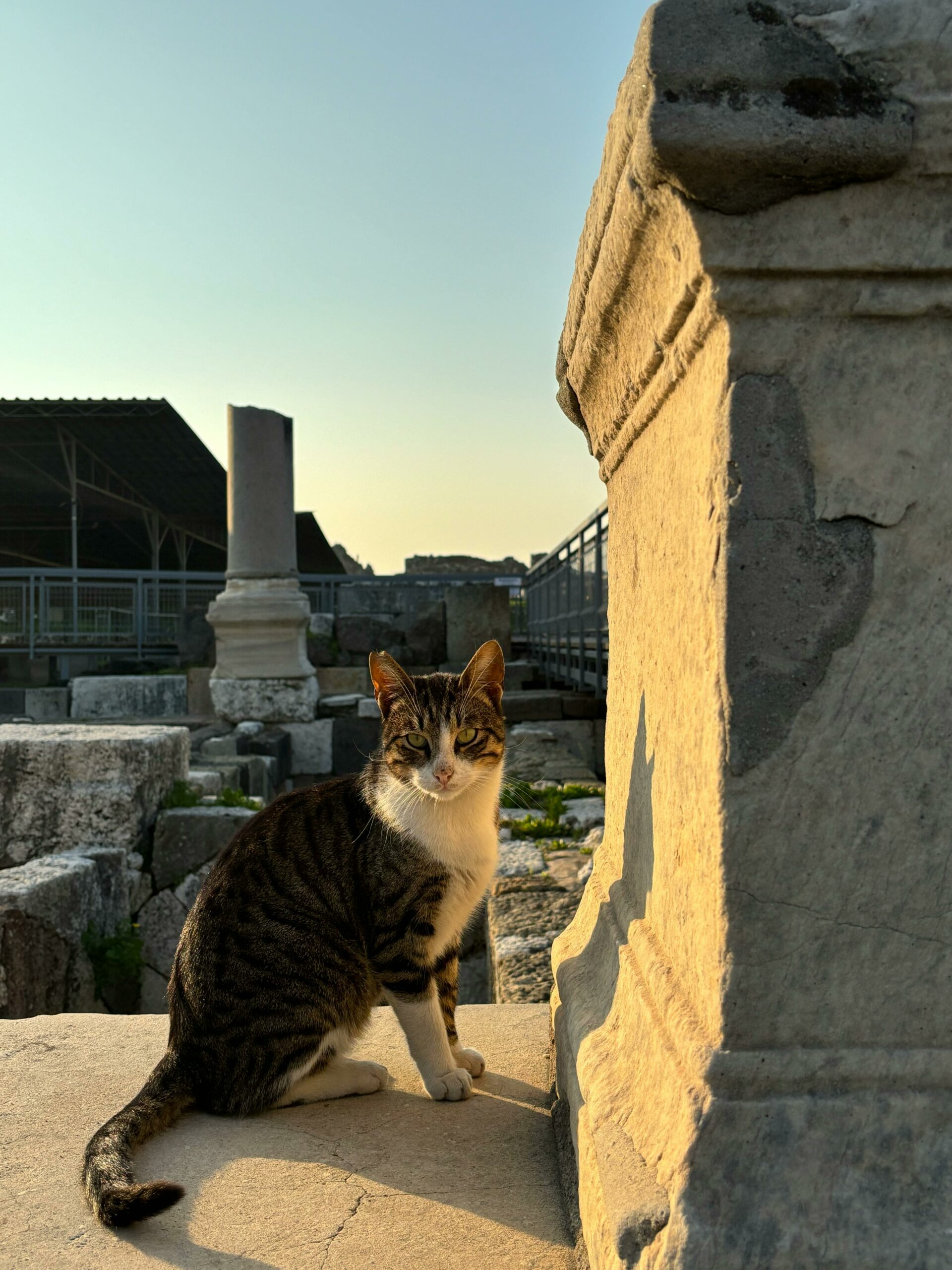 Schöne Katze Bei Antiken Ruinen In Izmir