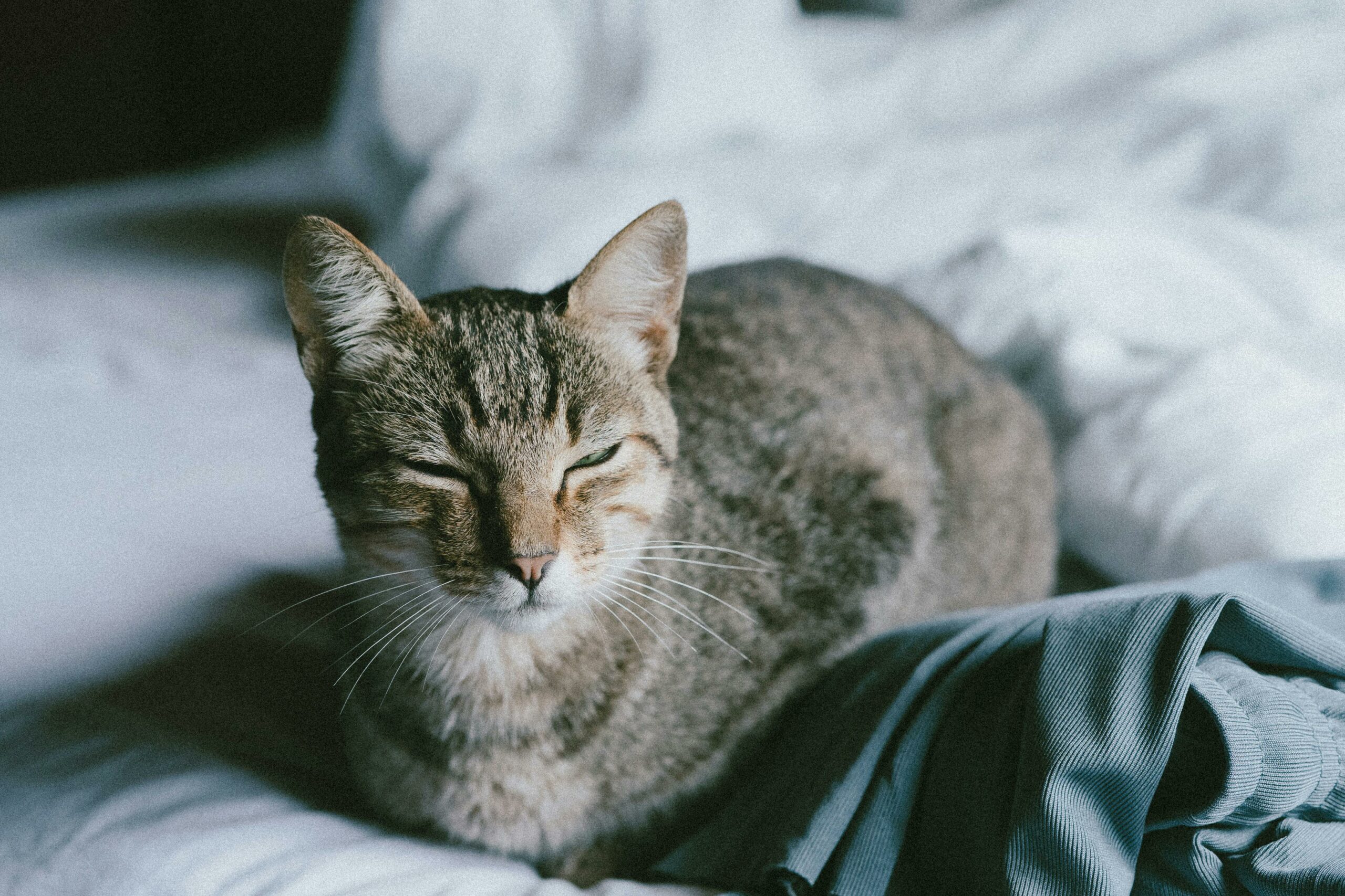 Eine gelassene Hauskatze ruht auf einem bequemen Bett und genießt einen friedlichen Moment im Haus.