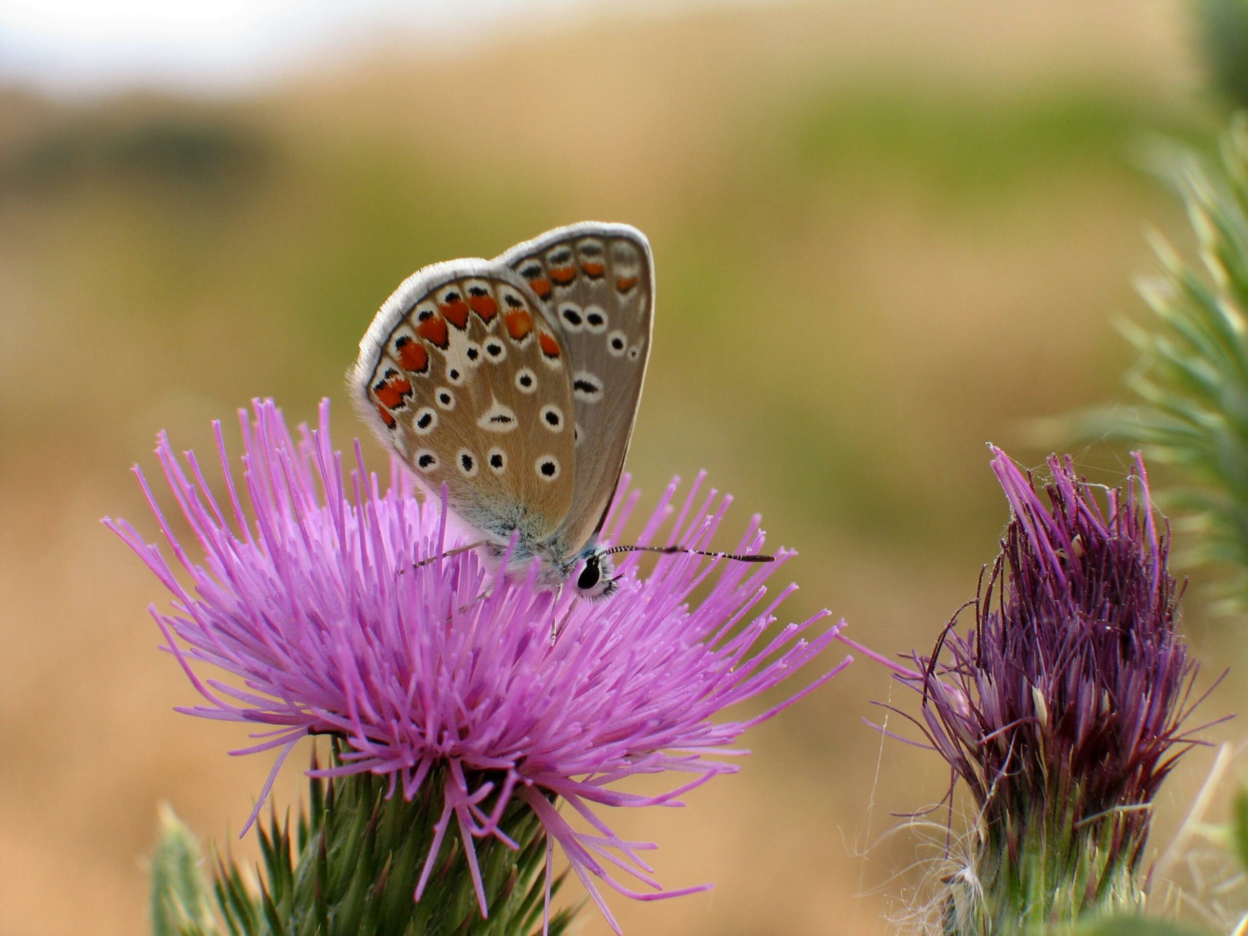 Kostenloses Stock Foto zu an bord, antenne, arthropoda