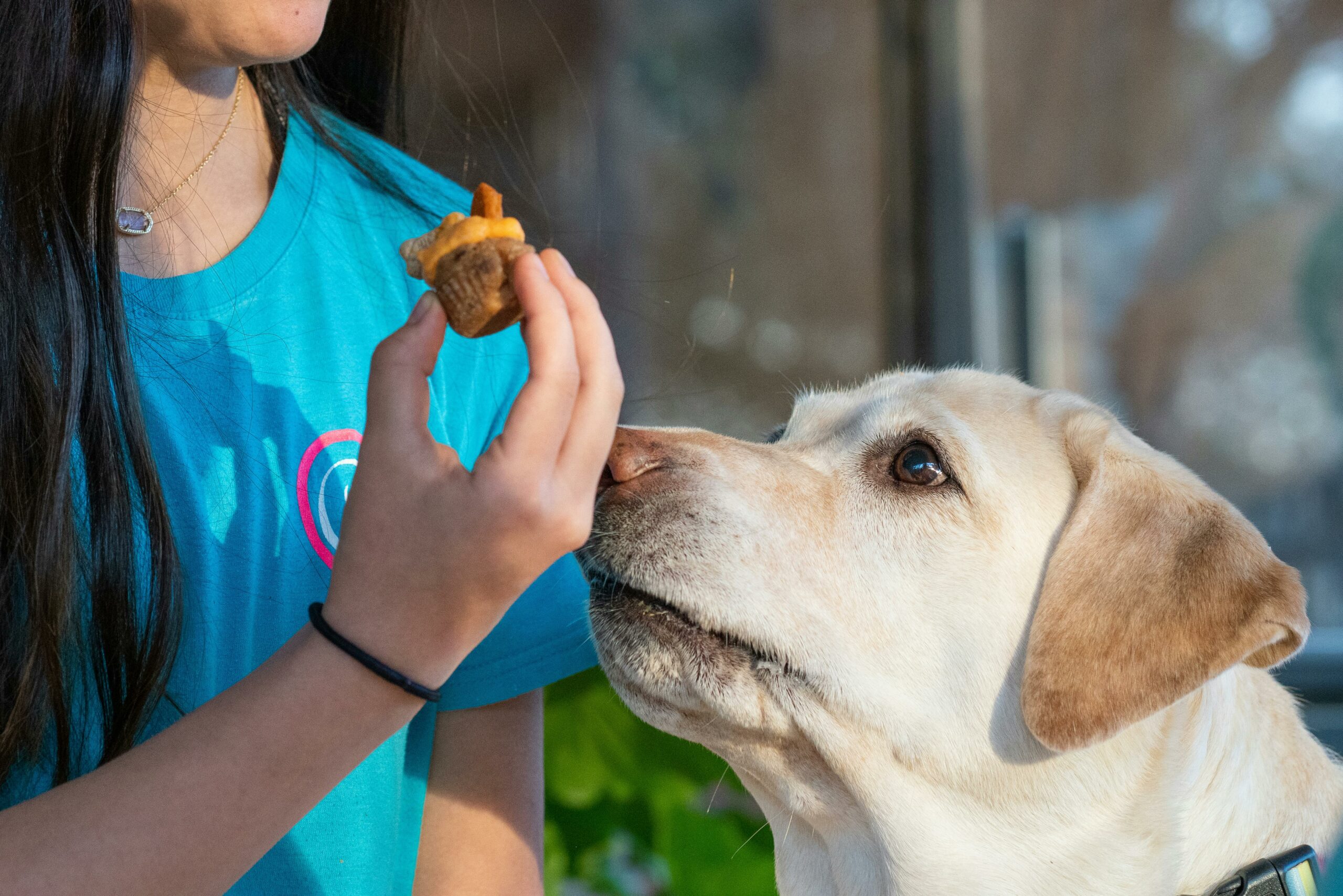 Gelber Labrador Retriever Hund, Der Festlichkeit Isst