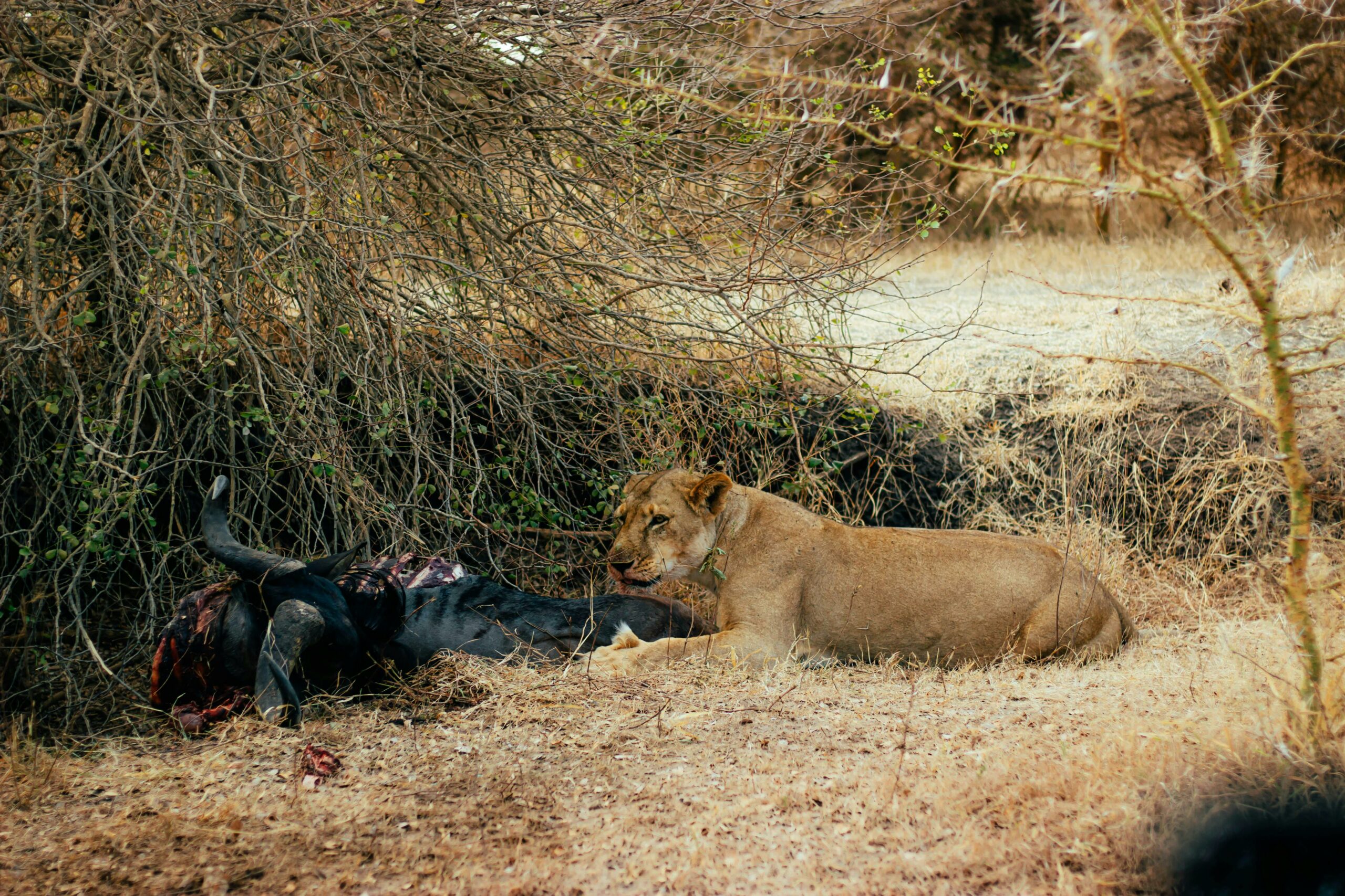 Kostenloses Stock Foto zu afrika, afrikanisch, attacke