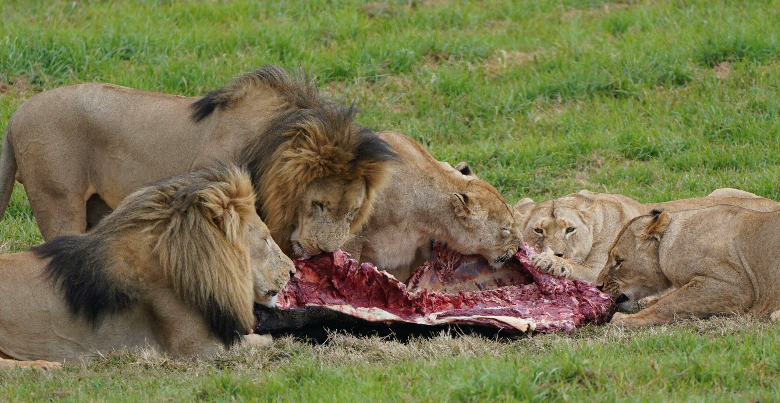 Kostenloses Stock Foto zu action, african wildlife, afrika