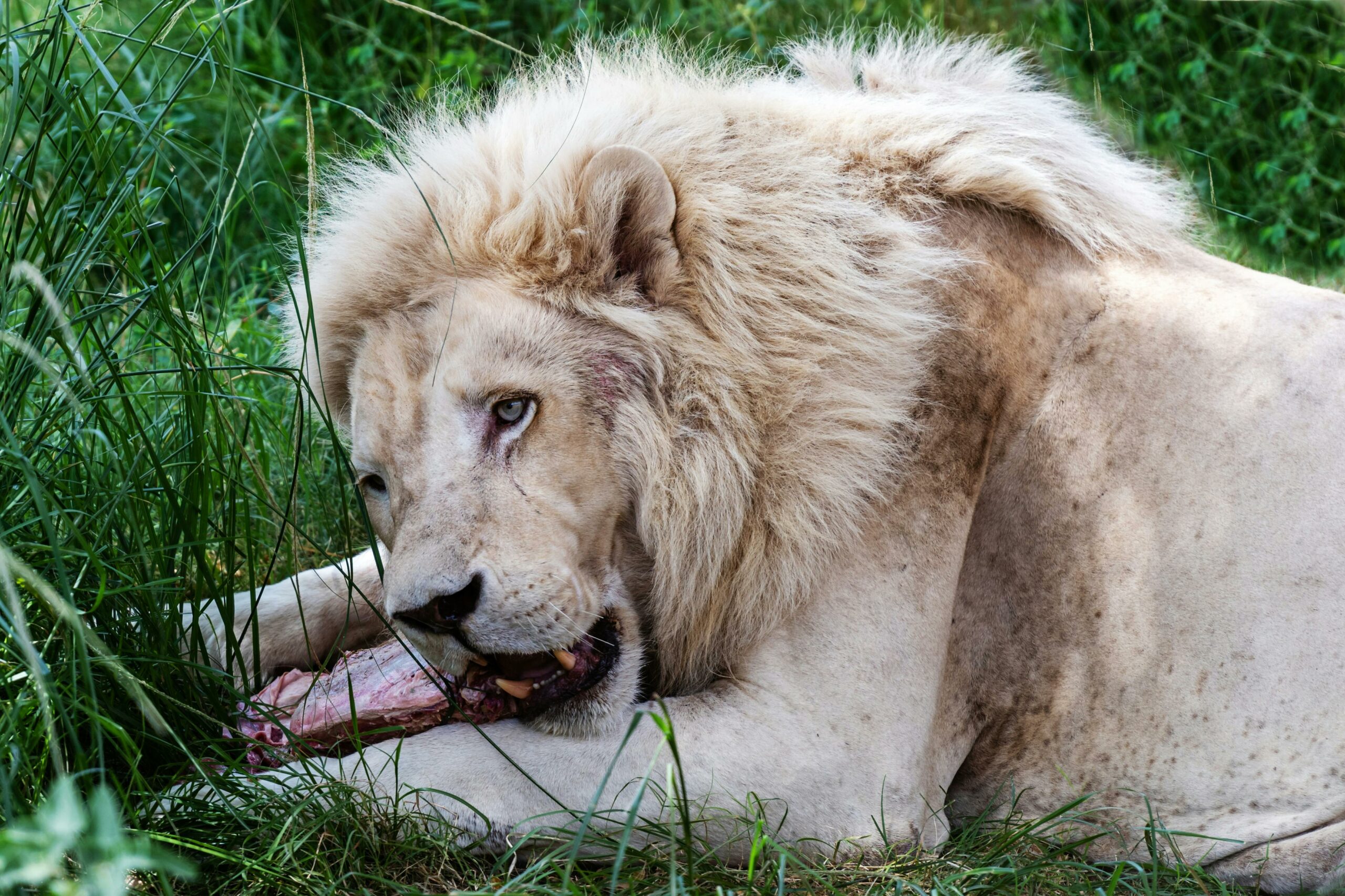 Kostenloses Stock Foto zu african wildlife, biodiversität, edel