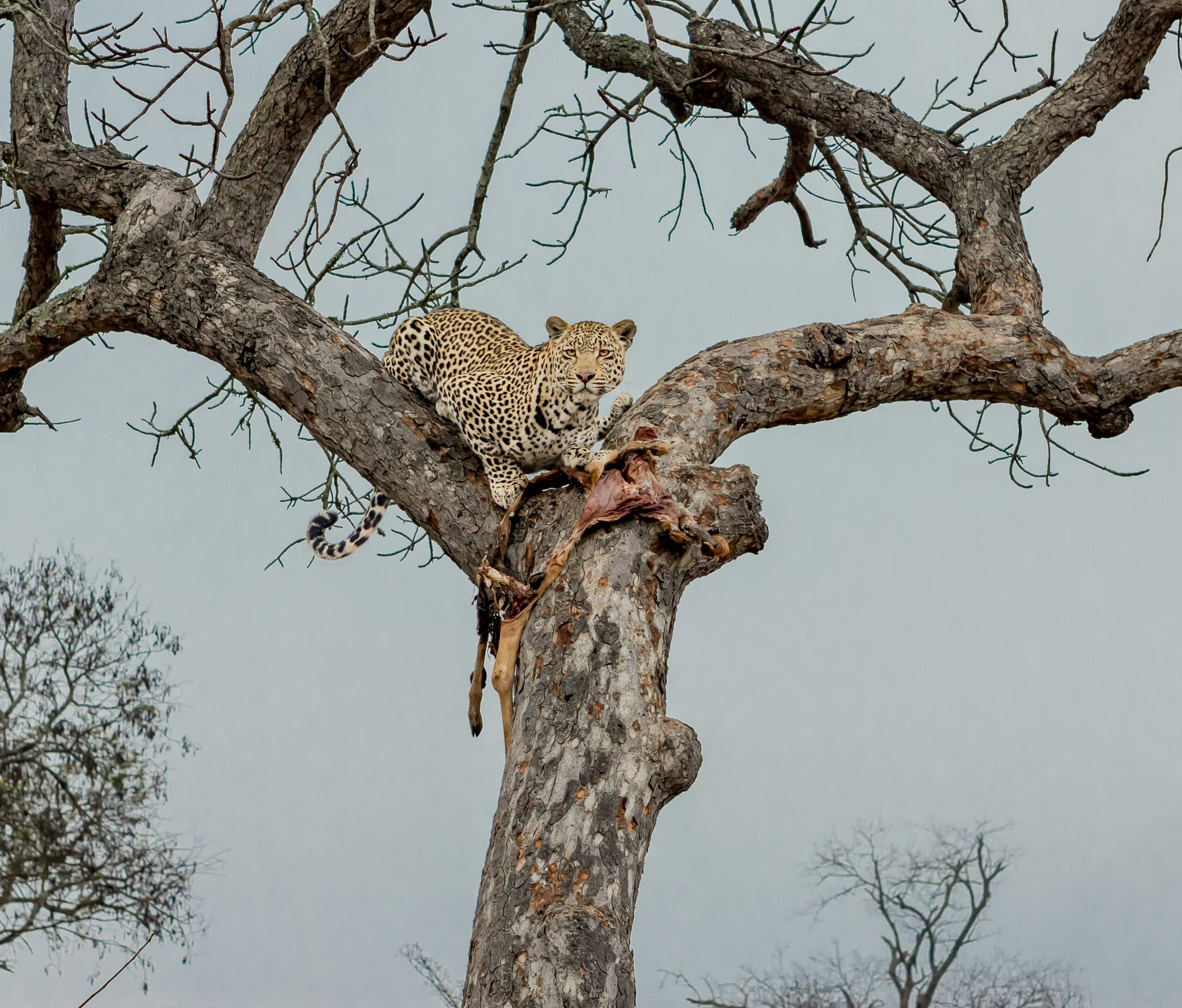 Kostenloses Stock Foto zu afrika, afrikanischer leopard, äste