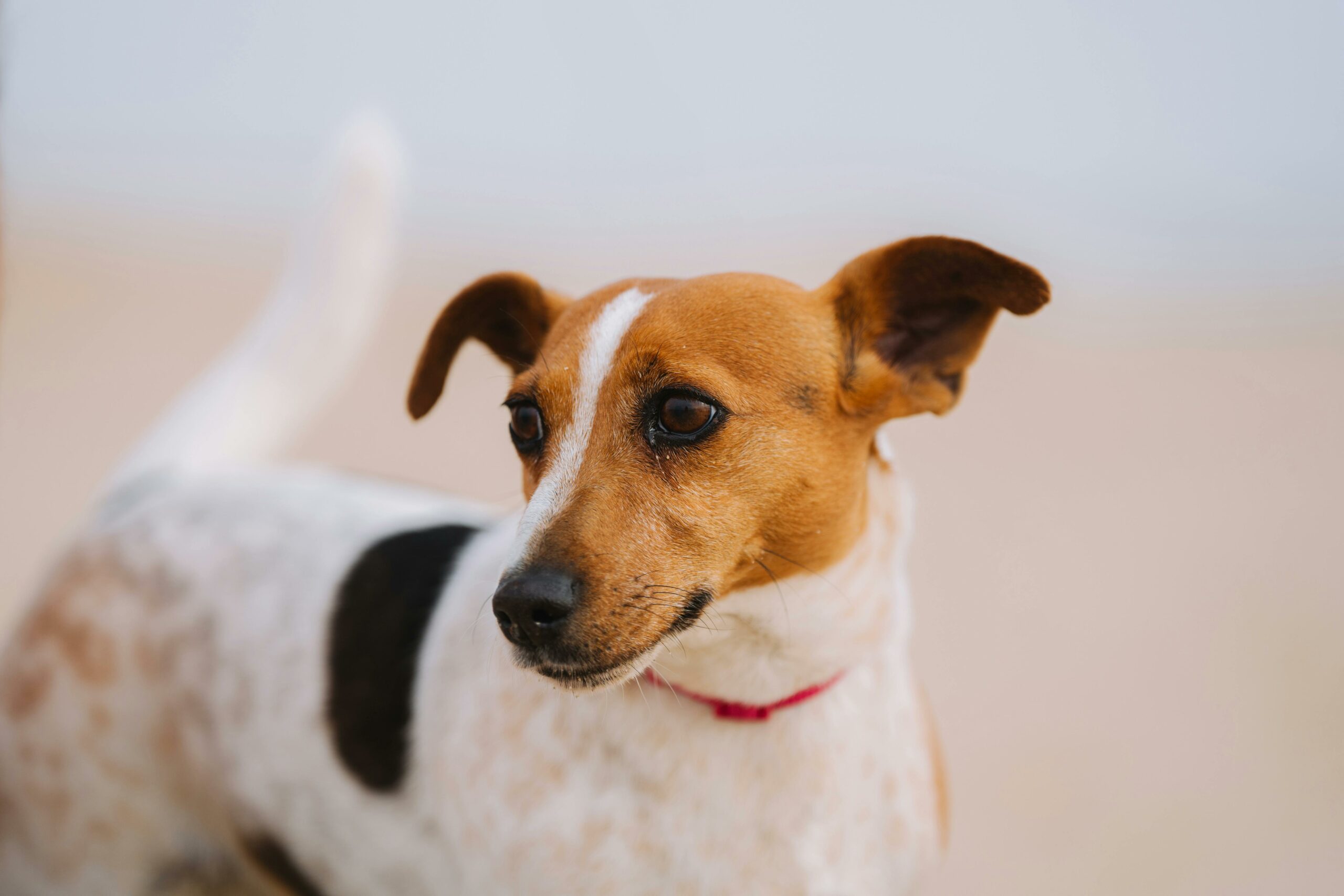 Kostenloses Stock Foto zu beagle, beagle hund, begleiter