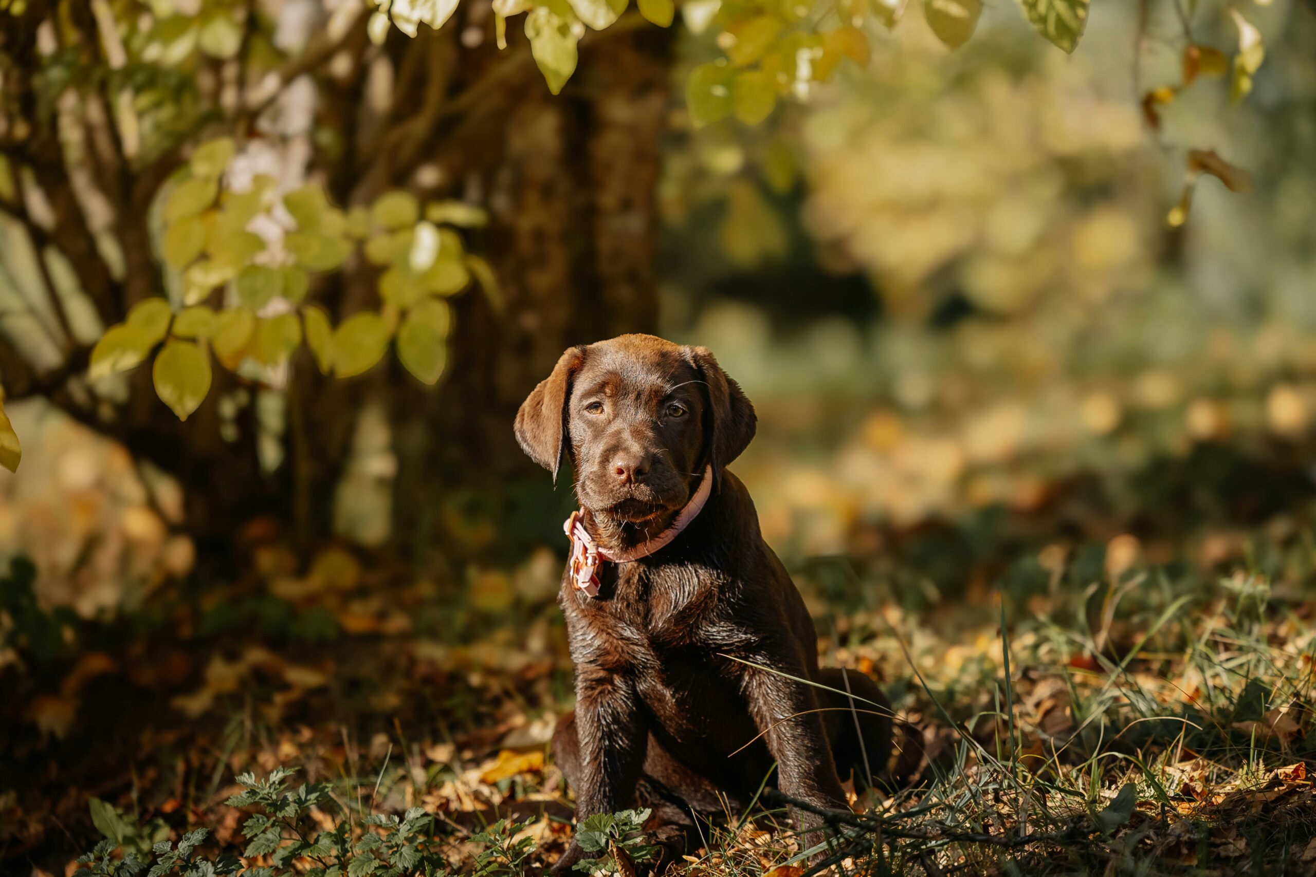 Entzückender Chocolate Lab Welpe In Herbstlandschaft