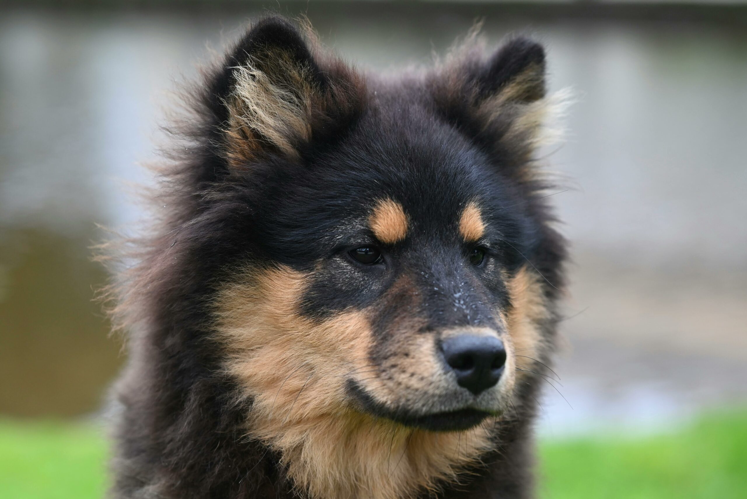 Ein Finnischer Lapphund mit flauschigem Fell vor einem ruhigen Wasserhintergrund.