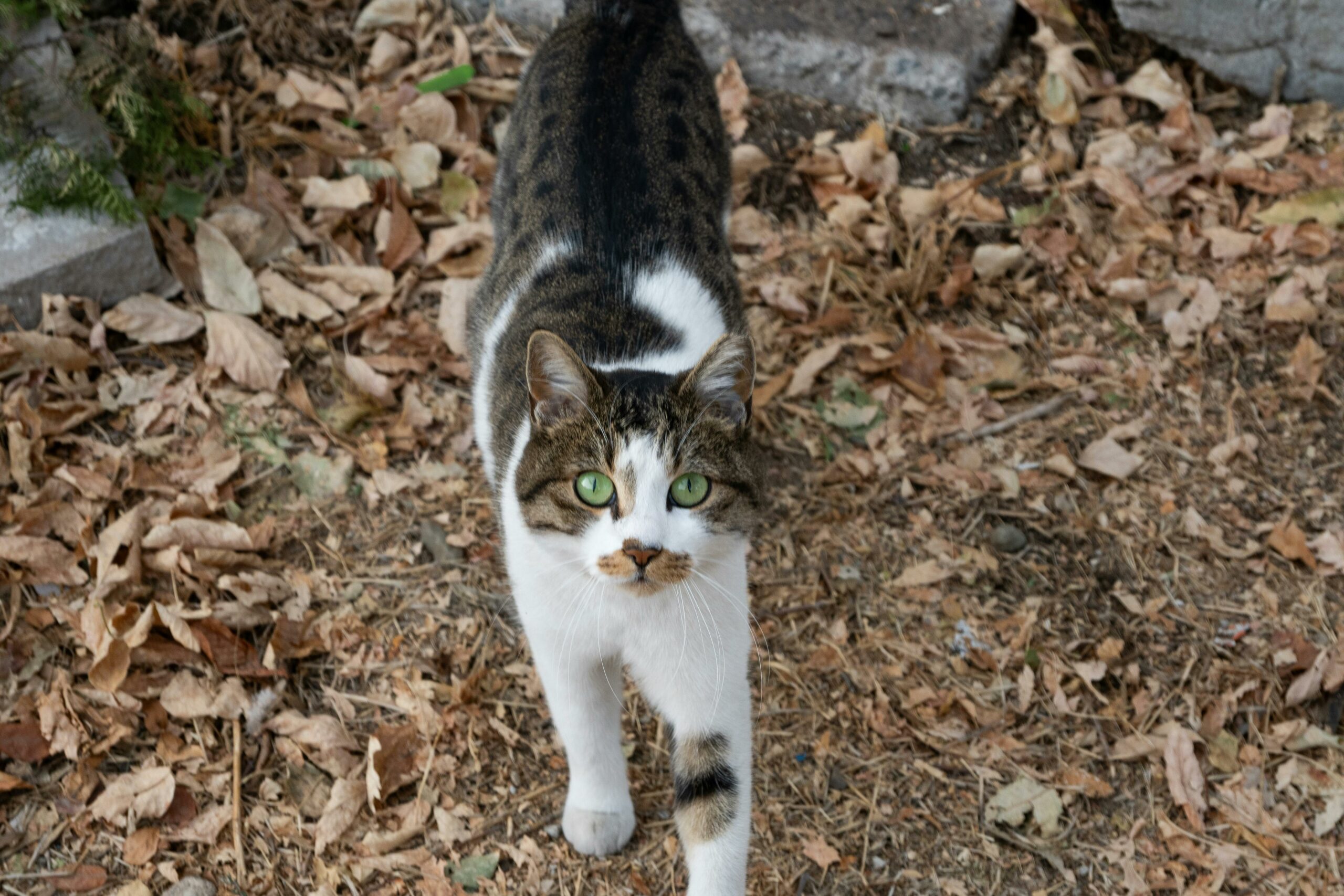 Eine getigerte Katze mit grünen Augen schlendert im Freien durch getrocknete Herbstblätter.