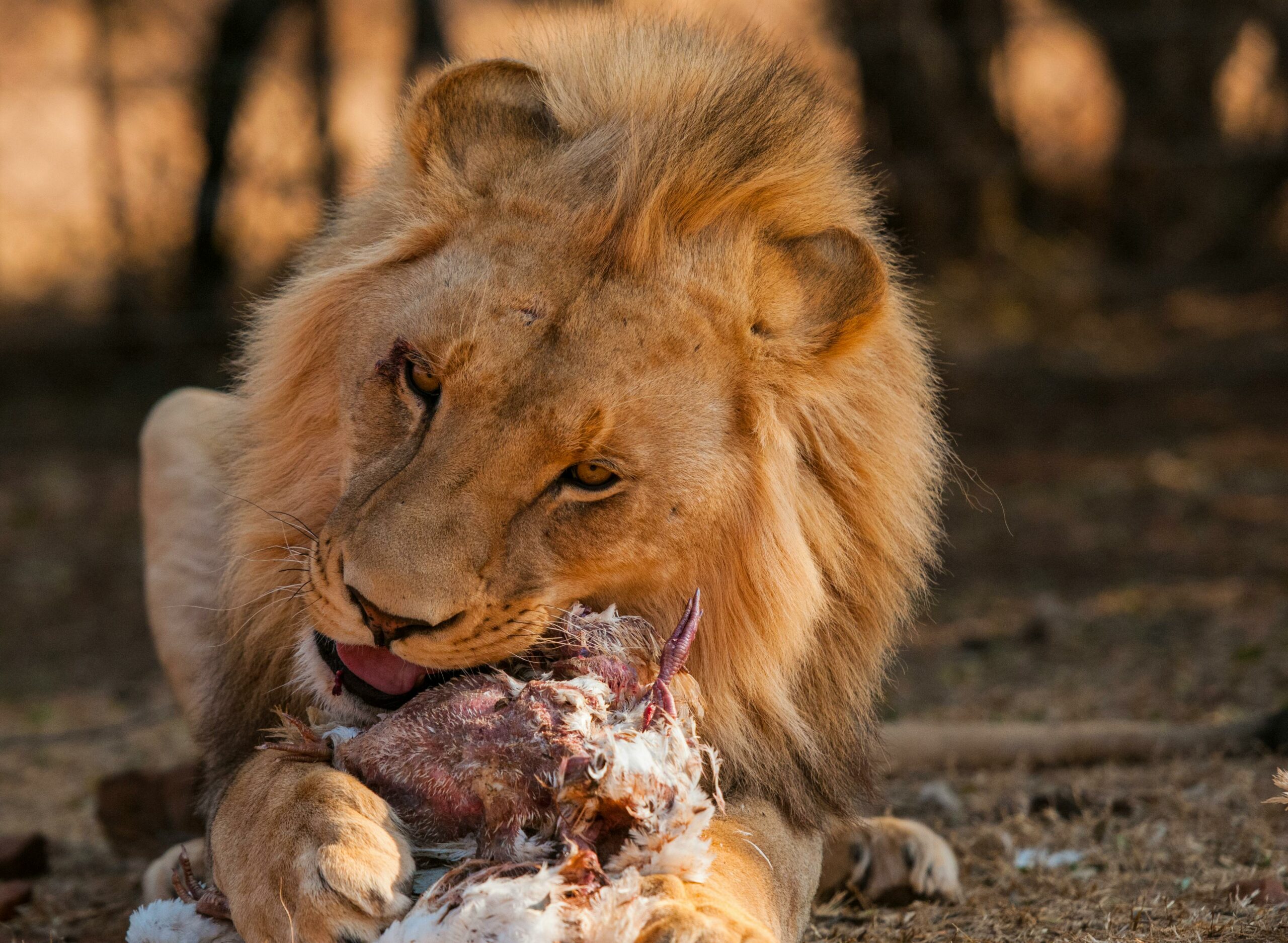 Löwe, Der Fleisch Isst