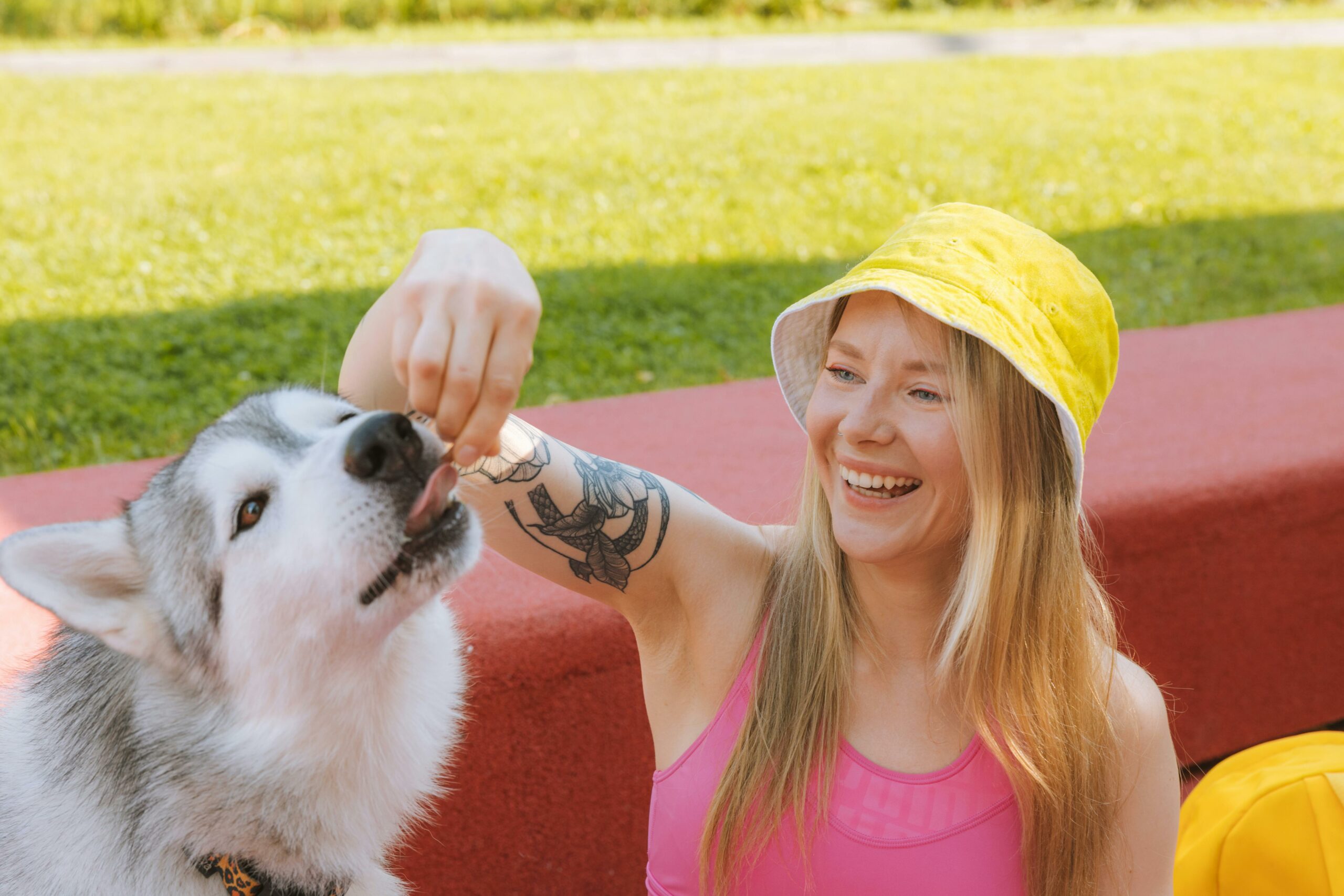 Kostenloses Stock Foto zu arm tattoo, ausbildung hund, außenaktivität